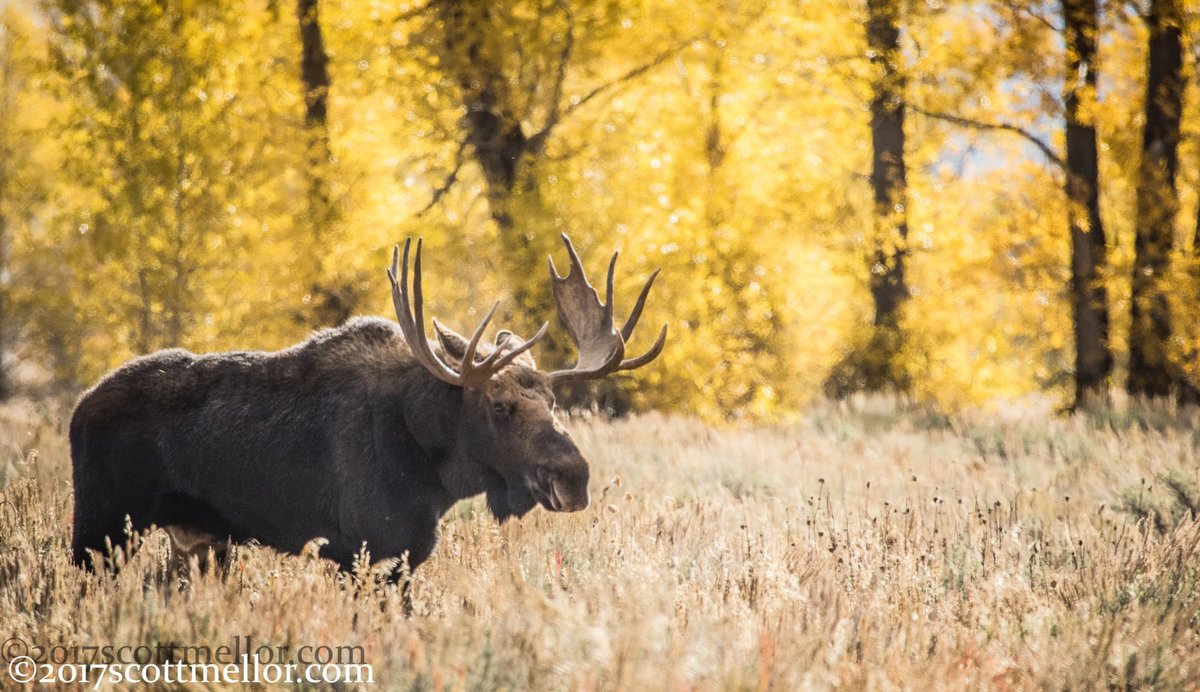 Wild Wyoming Tours - All You Need to Know BEFORE You Go (2024)