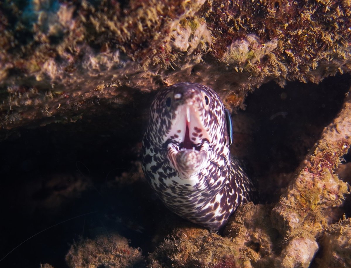 UWESCUBA DIVE CENTER (La Romana) - All You Need to Know BEFORE You Go