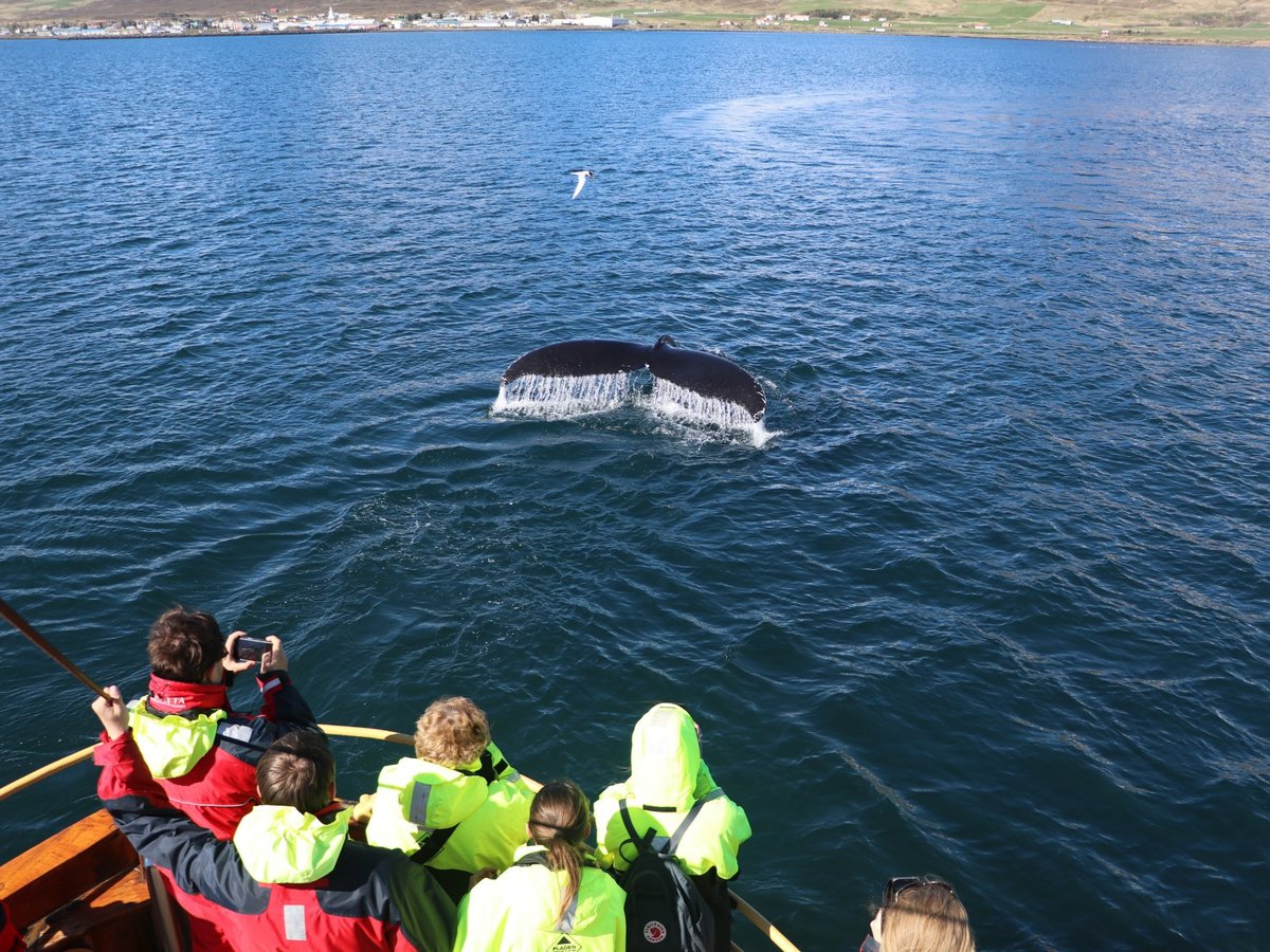 WHALE WATCHING HAUGANES - All You Need to Know BEFORE You Go