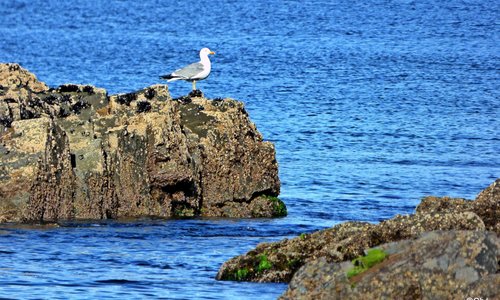 Gaviota oteando dirección Sada.