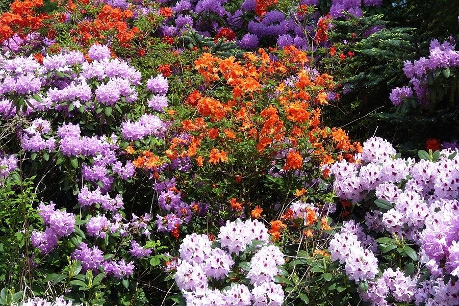 Rhododendronpark Jansen image