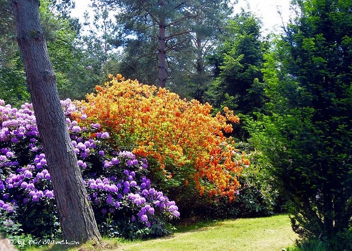 Rhododendronpark Jansen, Ittersbach