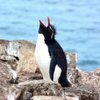 penguintravel2017