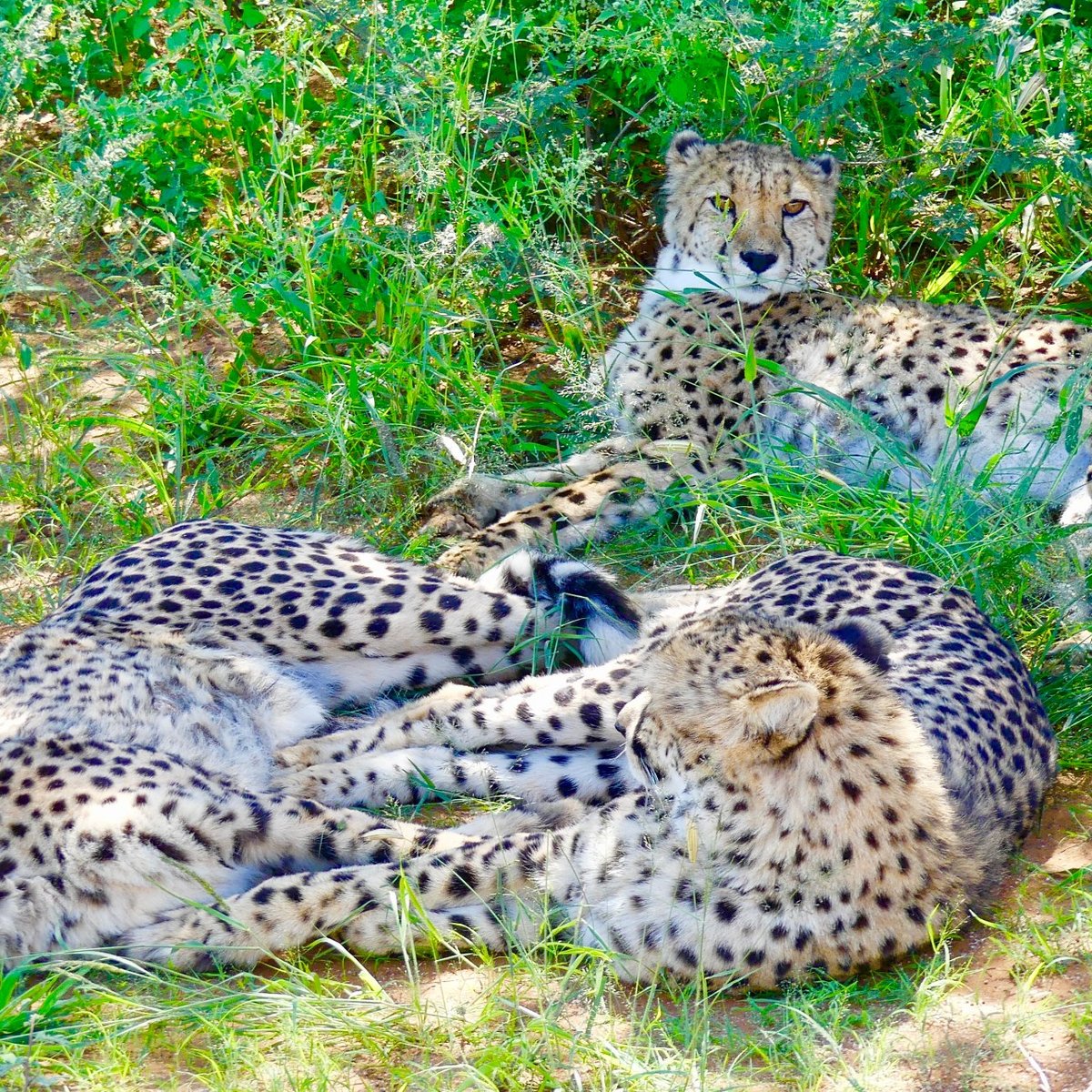 Africat, Очиваронго: лучшие советы перед посещением - Tripadvisor