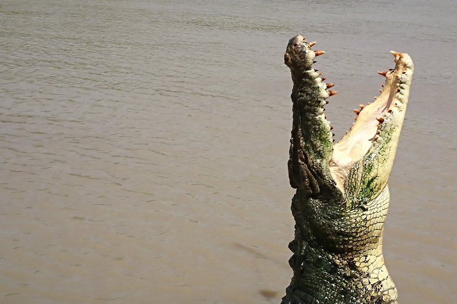 kakadu jumping crocodile tours