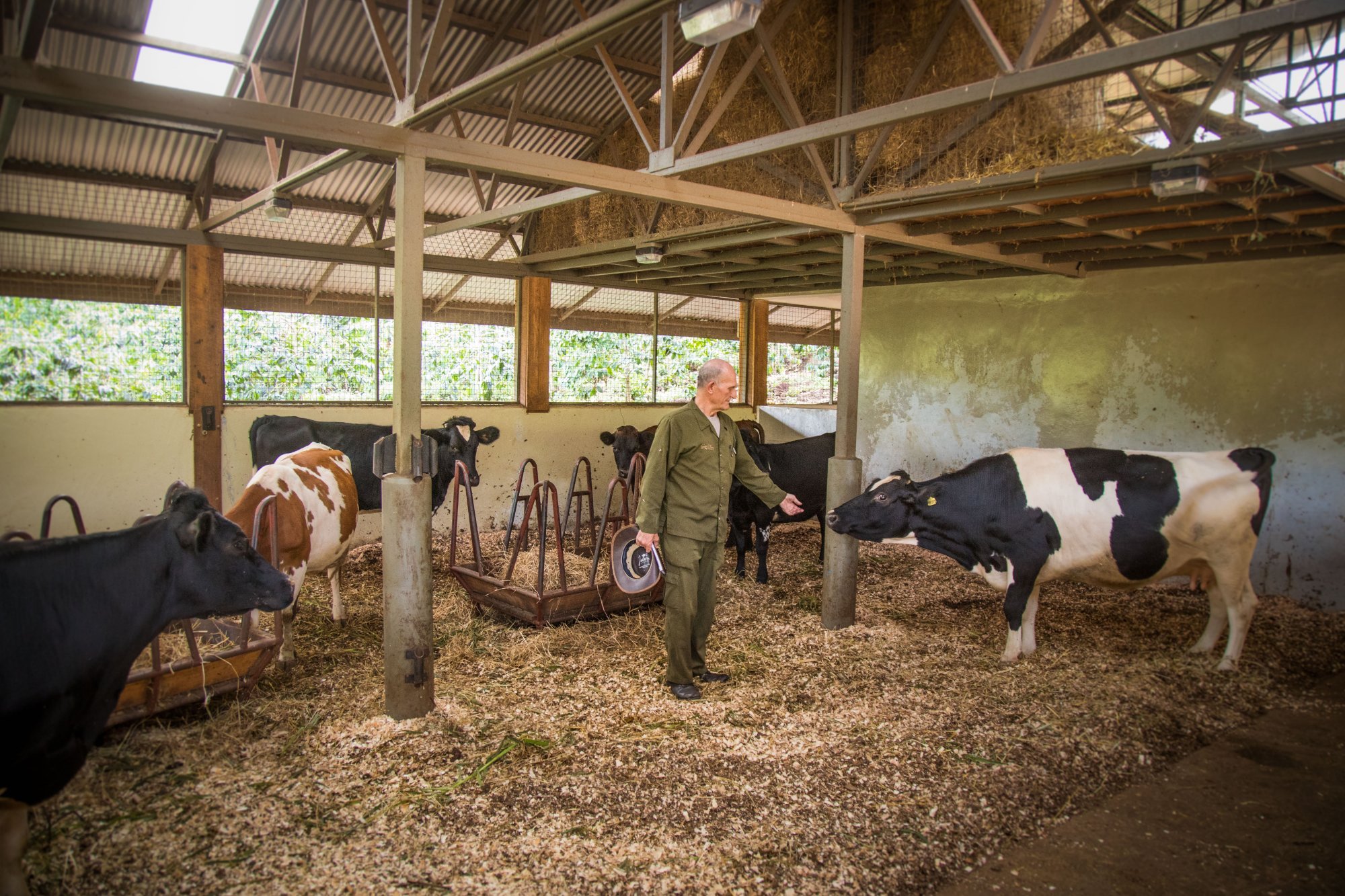 Gibb's Farm by null