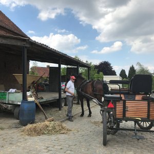 Eigenaar Luc net voor een ritje met paard en wagen
