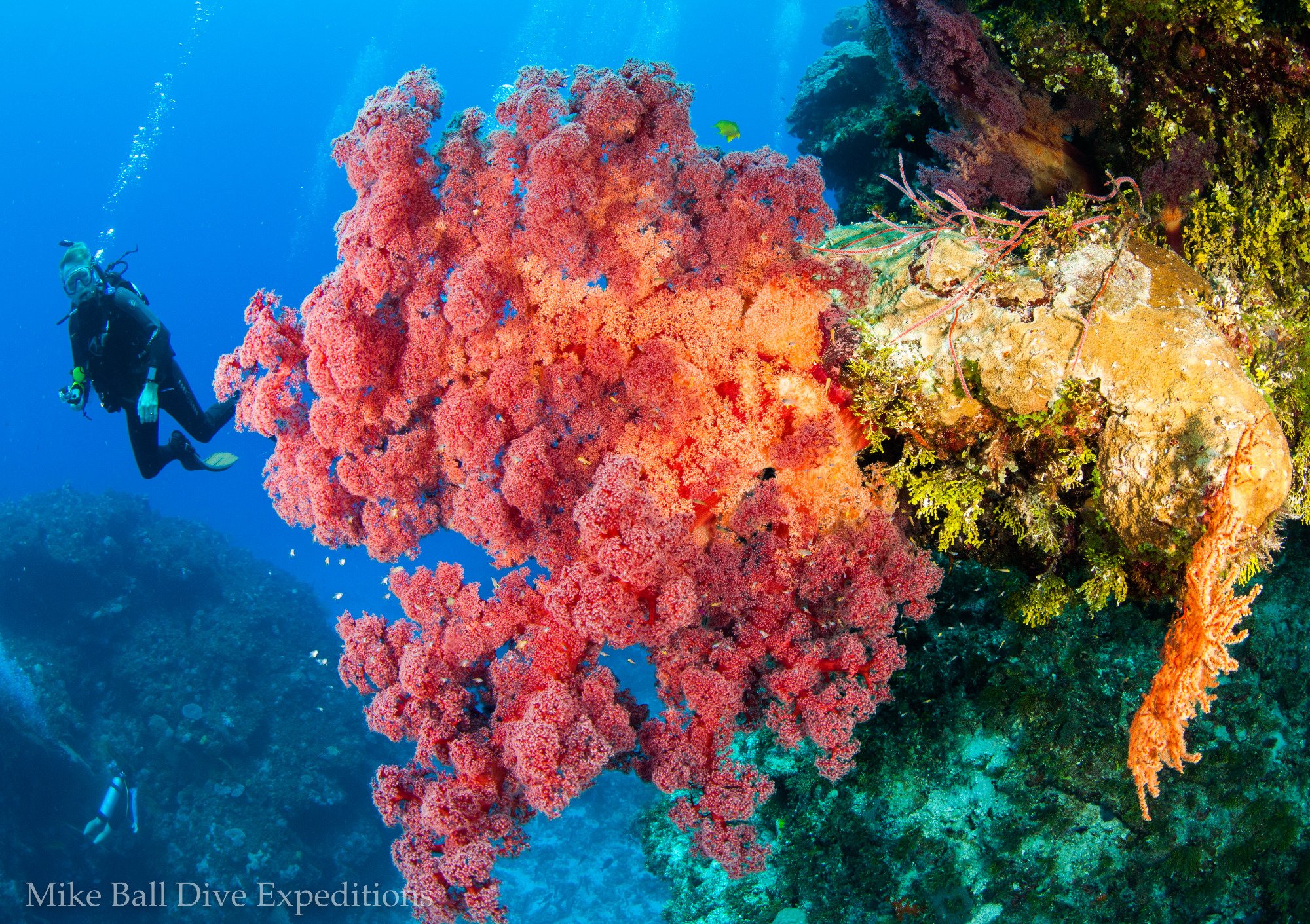 MIKE BALL DIVE EXPEDITIONS Cairns Ce Qu Il Faut Savoir   Nonkibommie Reef Site 