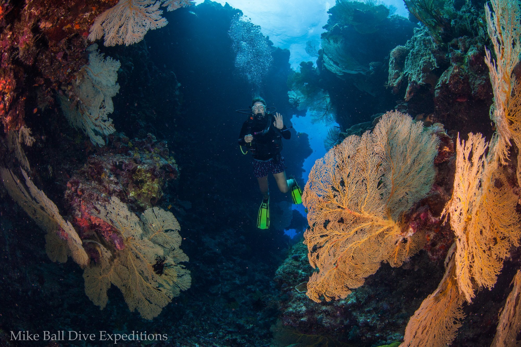 Mike Ball Dive Expeditions Cairns All You Need To Know BEFORE You Go   Nonkibommie Holmes Reef 