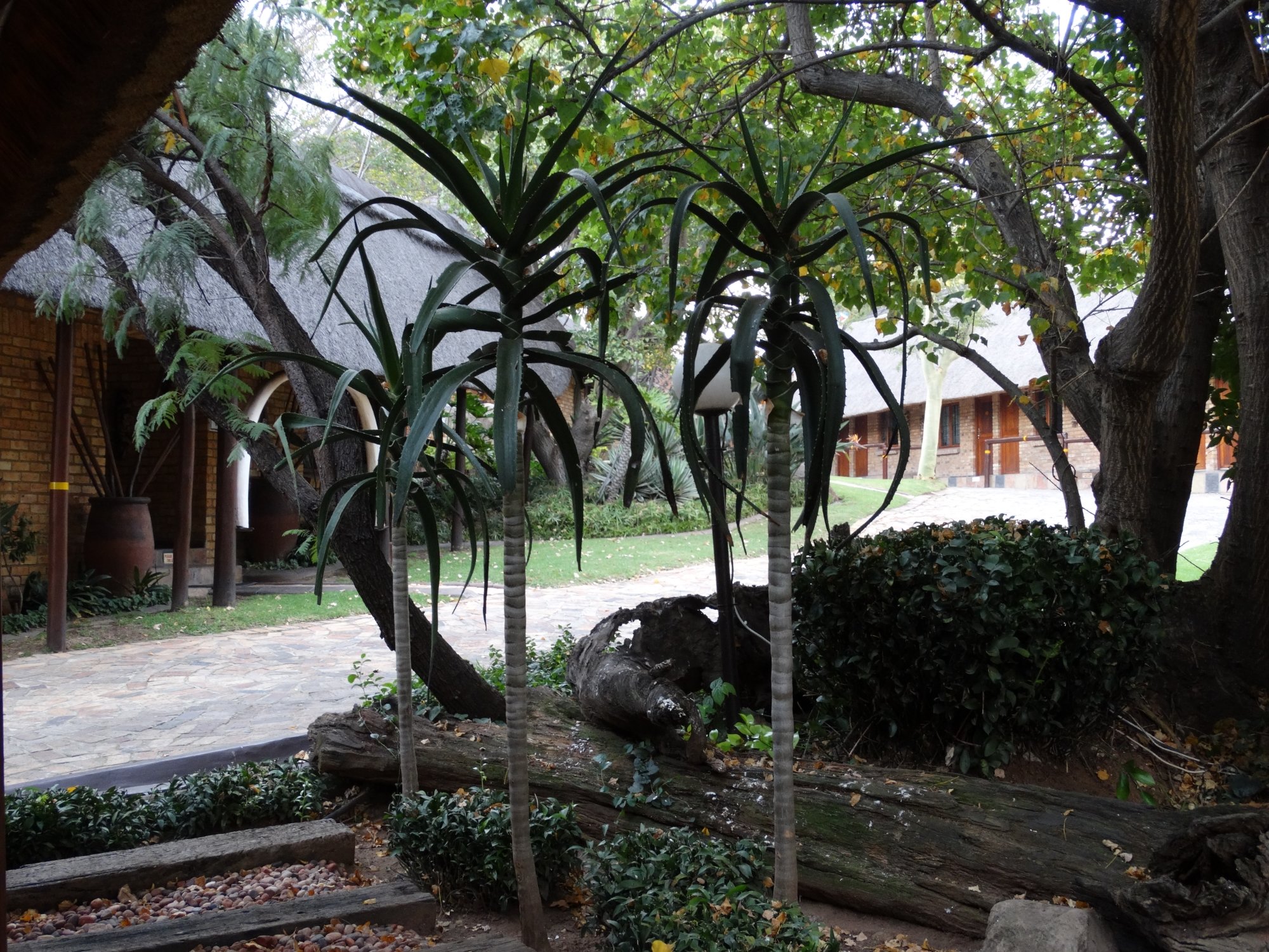 Hotel photo 18 of Klein Bosveld Guest House.