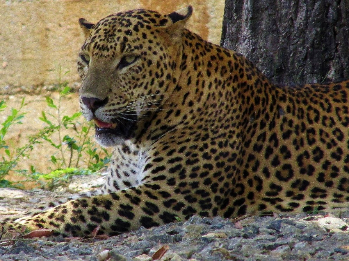 Sri Wild Yala Safari (Tissamaharama) - All You Need to Know BEFORE You Go