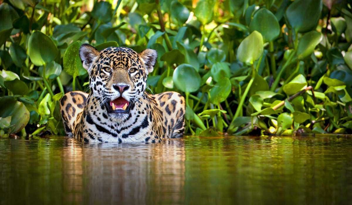 wildlife tours peru