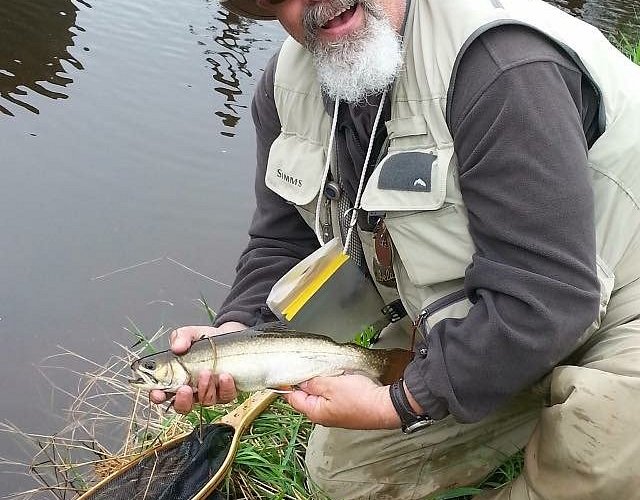 Rainbow Trout - Cavendish International