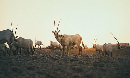 Arabian Oryx, Al Wusta Wildlife Reserve, april 2018