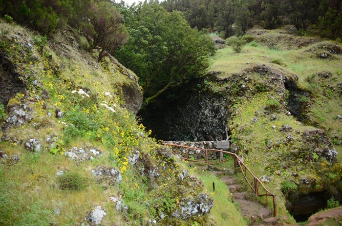 Imagen 1 de Garoé árbol santo