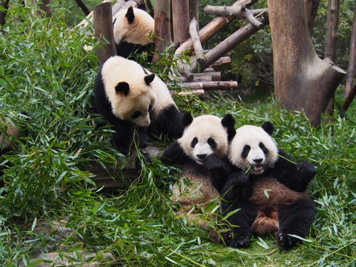 Giant Panda Breeding Research Base (Xiongmao Jidi), Чэнду: лучшие советы  перед посещением - Tripadvisor