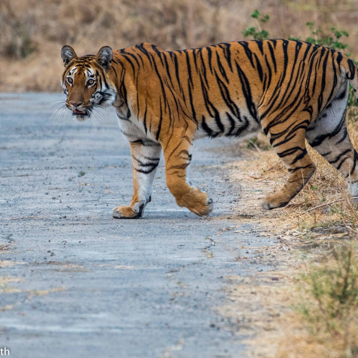 tipeshwar-wildlife-sanctuary-yavatmal-lohnt-es-sich-mit-fotos