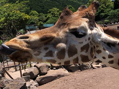 21年日本东伊豆町的旅游景点 旅游指南 行程 Tripadvisor 21年日本东伊豆町的旅游景点 旅游指南 行程 Tripadvisor