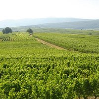 Vignobles alsaciens