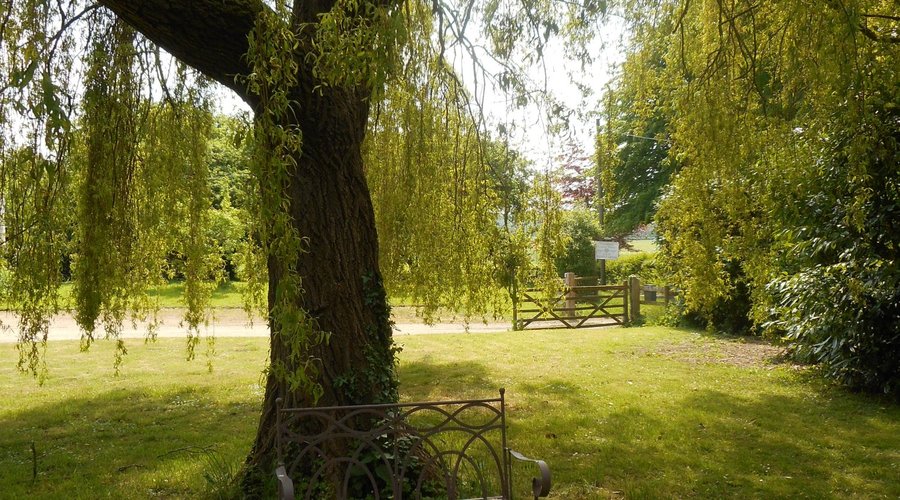 Under the willow tree