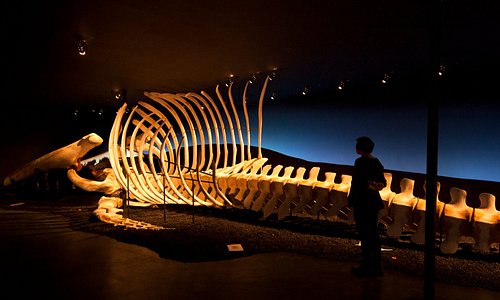 Blue Whale skeleton