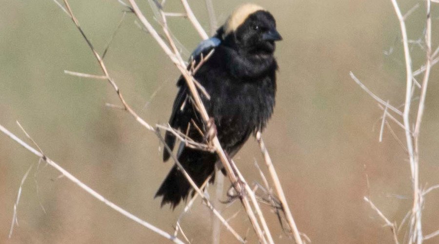 Bobolink -- They move fast.