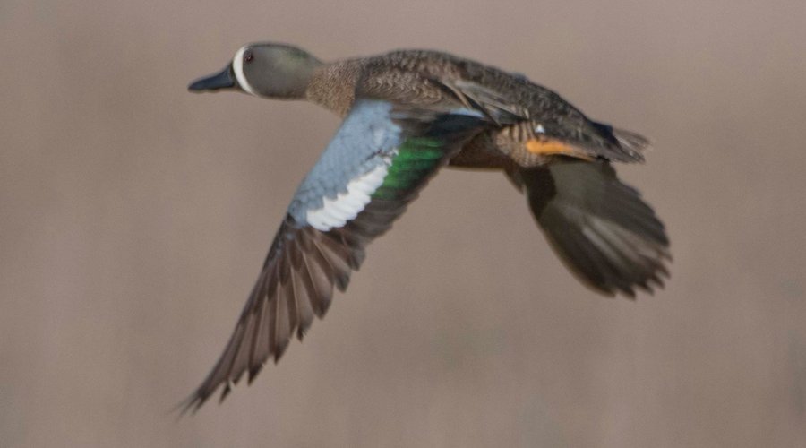 Duck flying away