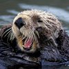 Otter_by_the_Rocks
