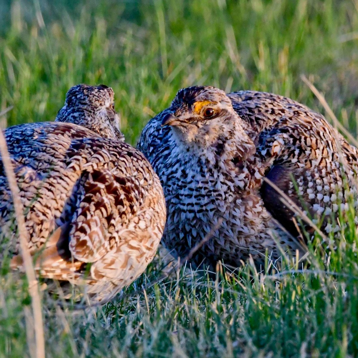 Upper Souris National Wildlife Refuge - All You Need to Know BEFORE You ...