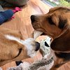 21年 Dog Heart From アクアマリン 行く前に 見どころをチェック トリップアドバイザー 21年 Dog Heart From アクアマリン 行く前に 見どころをチェック トリップアドバイザー