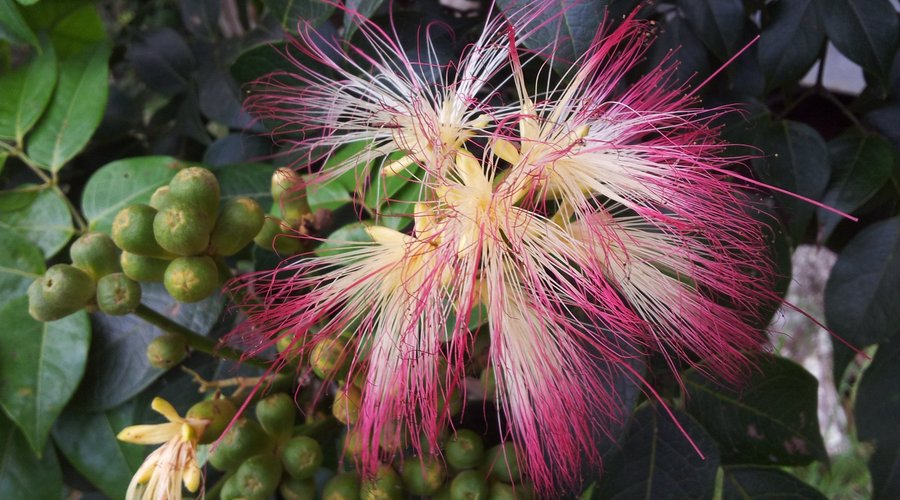 Fairy Paintbrush Flower - Archidendron Grandiflorum - also known as a laceflower tree. 