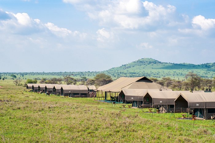 Abundantemente Ocupar Venta anticipada KANANGA SPECIAL TENTED CAMP (Parque Nacional del Serengeti, Tanzania):  opiniones y precios