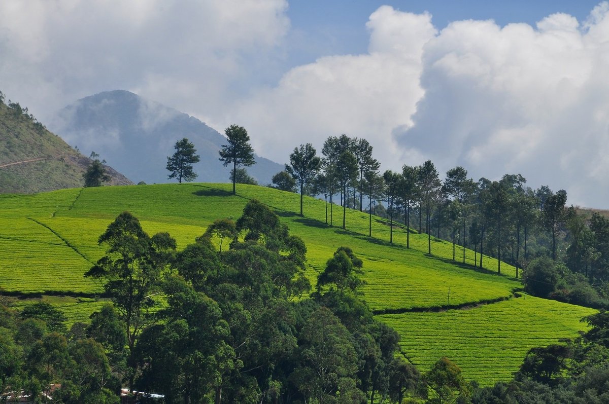 Tea Town Kerala - Wayanad (Chundale): All You Need to Know