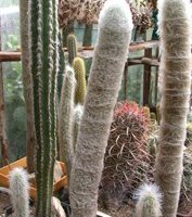 part of our cactuses