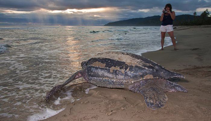 Desove de tortugas marinas en la playa de Armila san blas