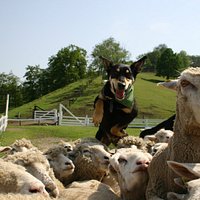 シープドッグショー 伊香保グリーン牧場一番お勧めのイベント 訓練された牧羊犬が放牧場に広がる100頭以上の羊の群れを集めてくる様子は圧巻です