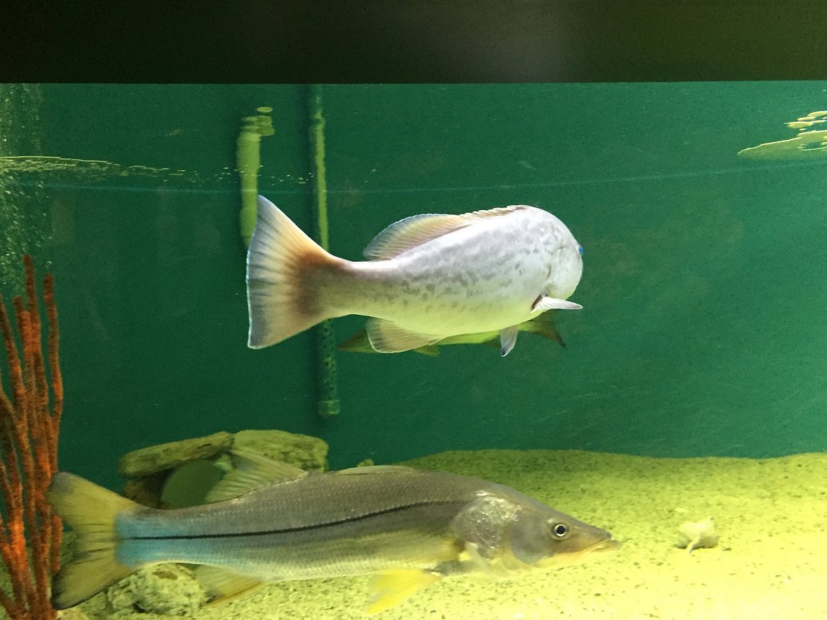 Self Cleaning Fun Fish Tank - Small Aquarium Desktop Georgia