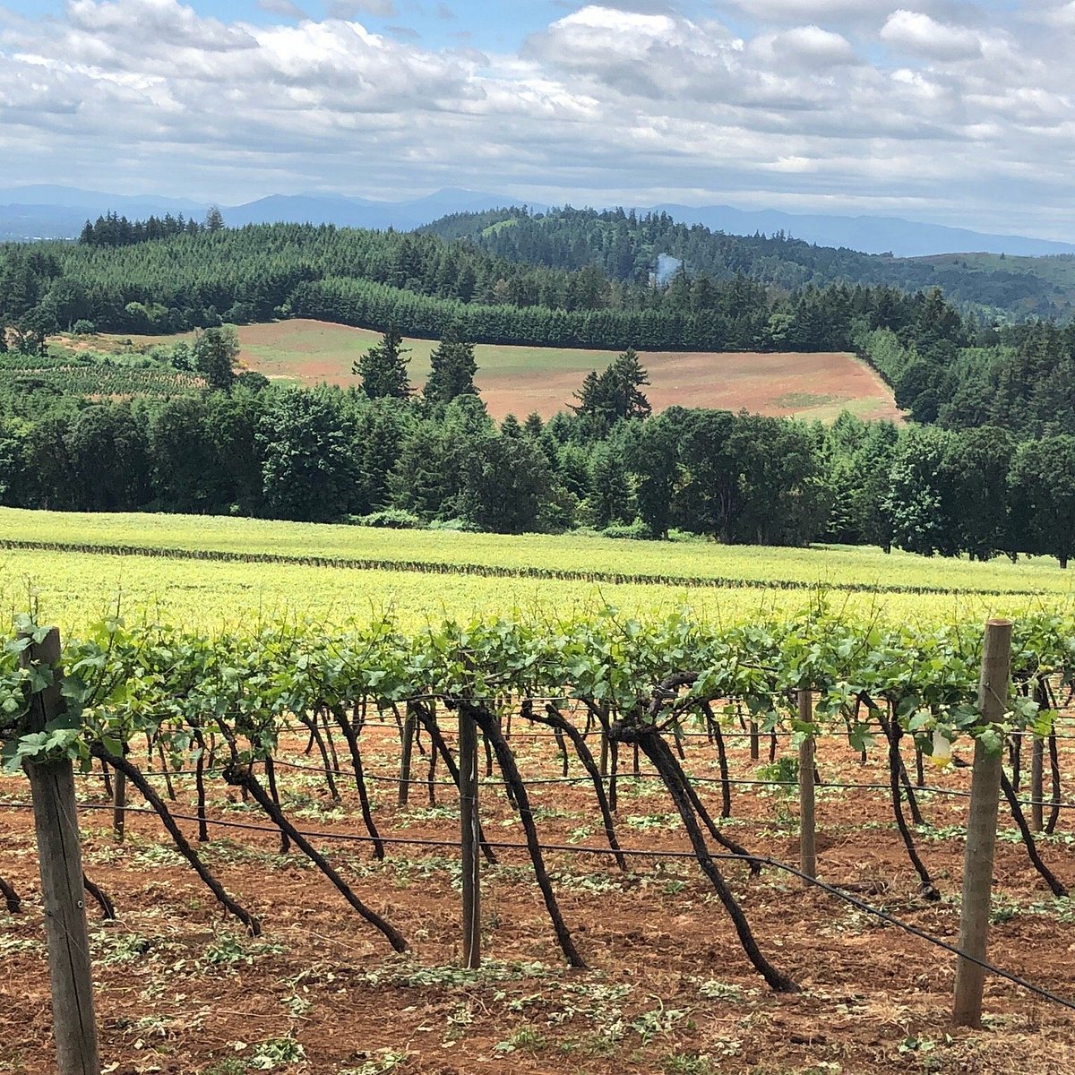 WILLAMETTE VALLEY VINEYARDS (Turner) 2022 Qué saber antes de ir Lo