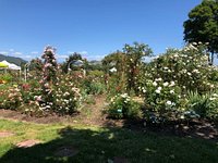 Russian Rose Garden