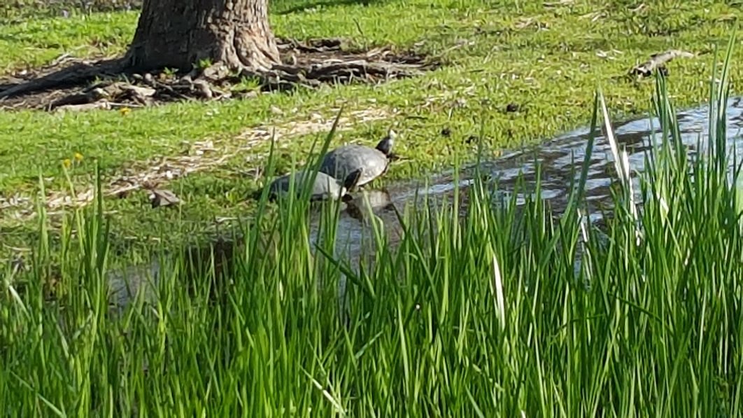 How to Drain a Pond, Learning Center