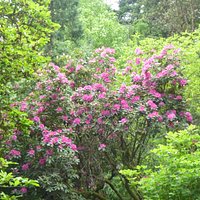Beautiful Flowers