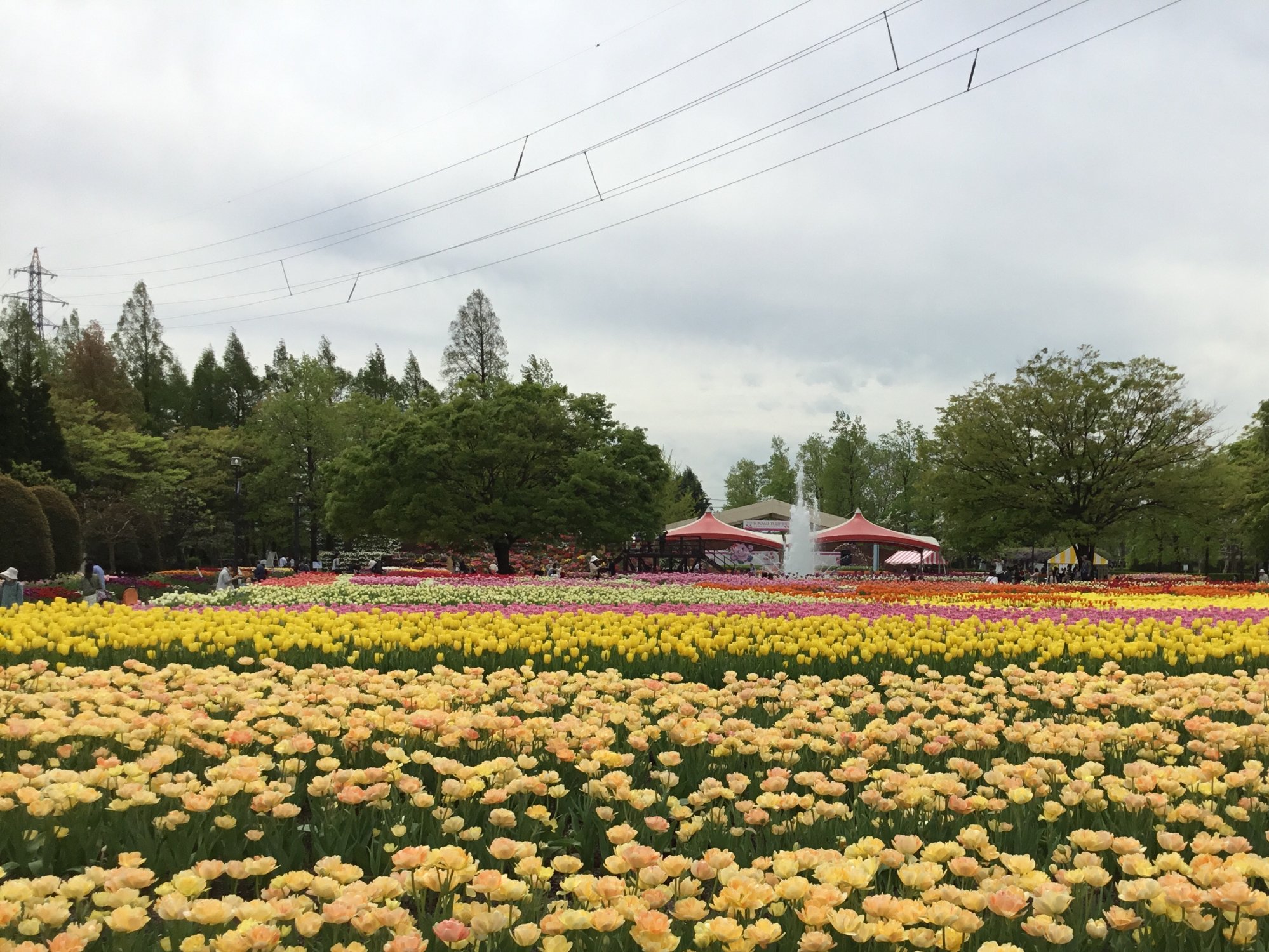 Tonami Tulip Park - All You Need to Know BEFORE You Go (2024)