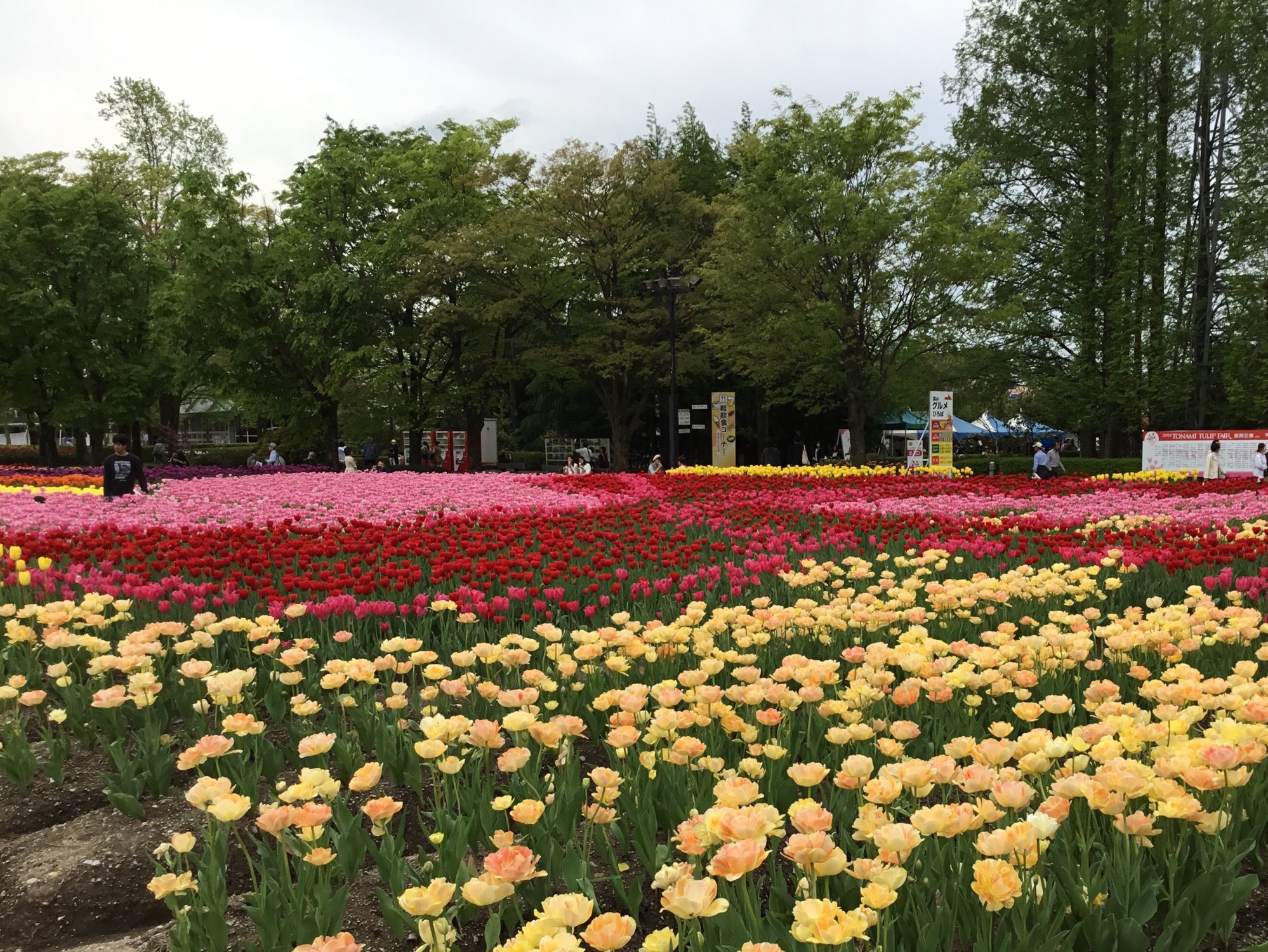 Tonami Tulip Park - All You Need to Know BEFORE You Go (2024)