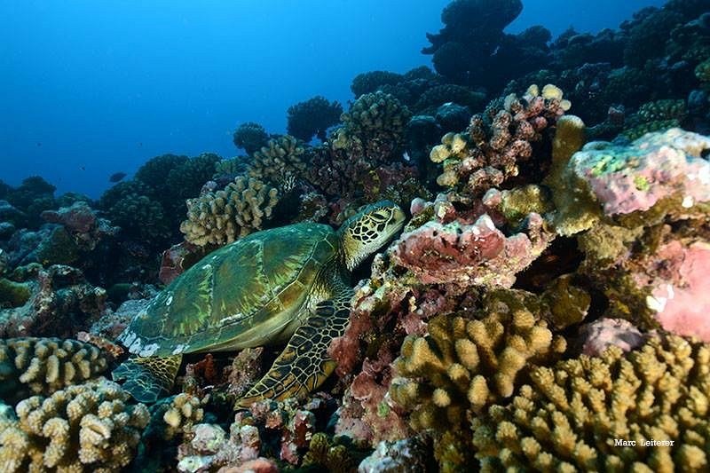 3 Turtles Diving Center image