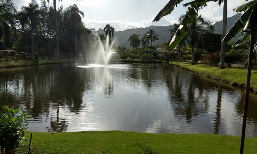 The pond