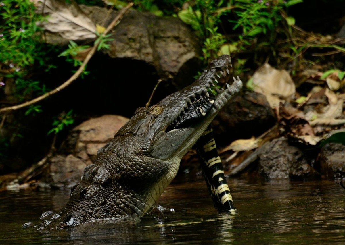 MANGROVE WILDLIFE TOURS (Sierpe) - All You Need to Know BEFORE You Go