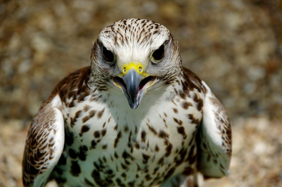 Huxley's Birds of Prey Centre, Horsham, West Sussex