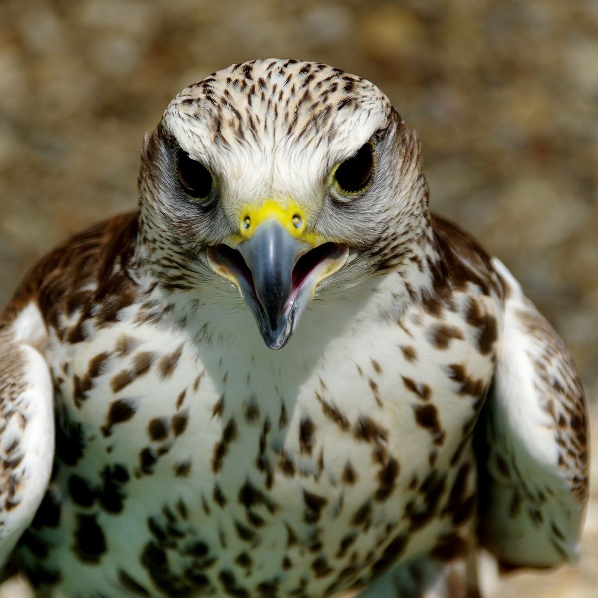 Huxley's Bird of Prey  Experience West Sussex