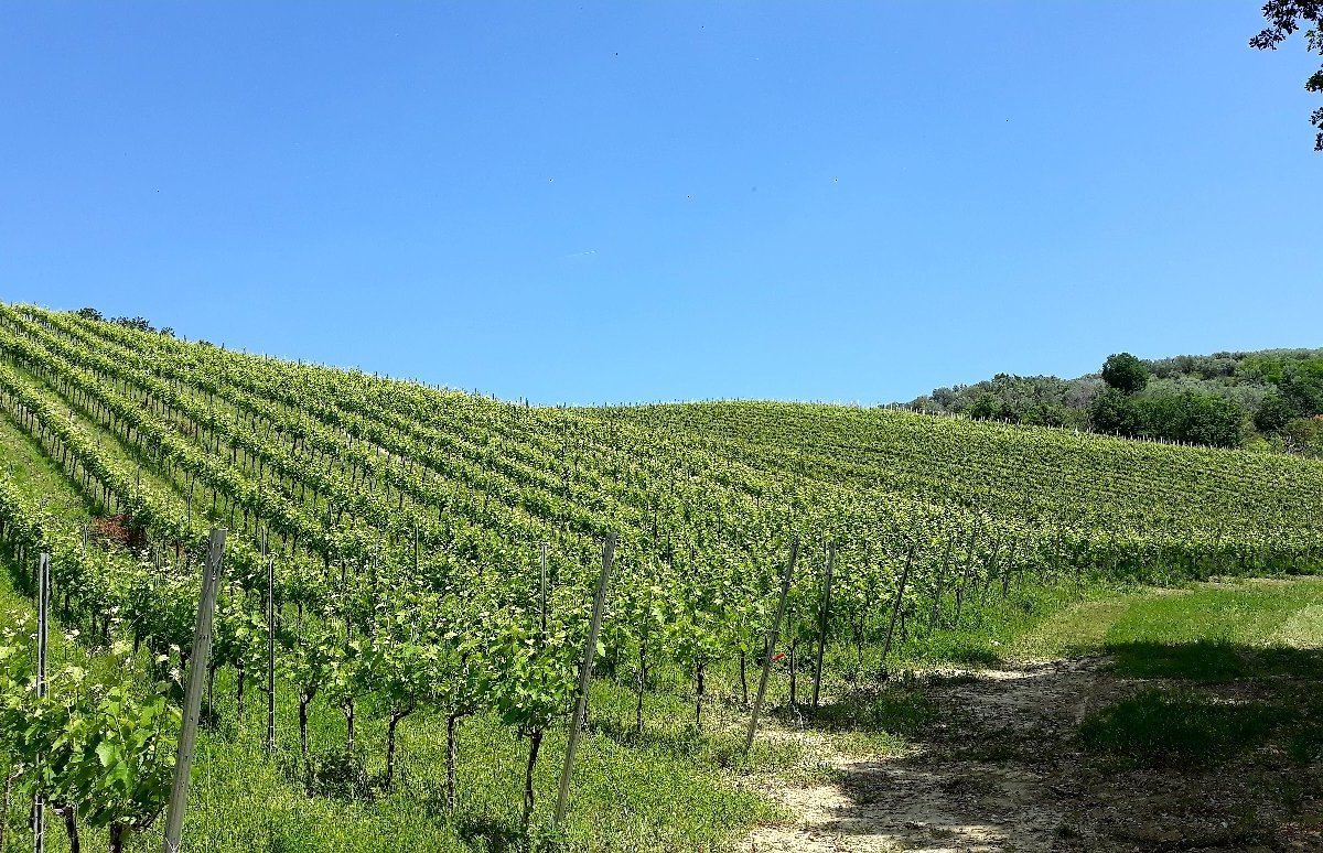 Azienda Vitivinicola Tenuta Oderisio (monteodorisio): All You Need To Know