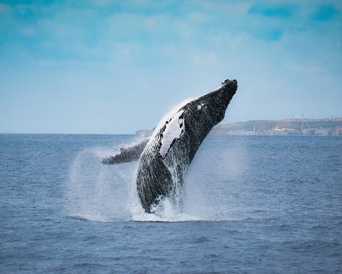 Dolphin & Whale Watching: Cruise Brazil to Azores